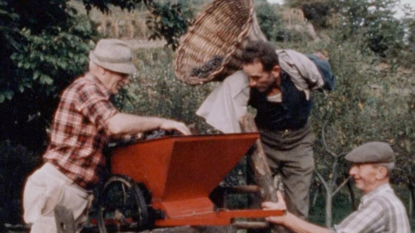 2027670_Ti piace l'insalata_Il vino_Vendemmia tradizionale (da Videopark).jpg