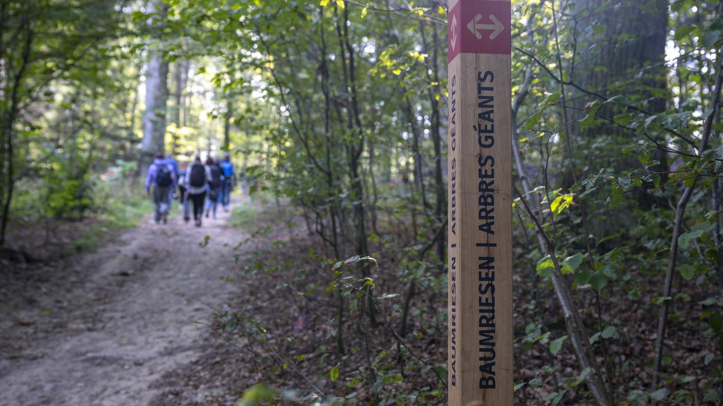 La foresta funeraria di Bienne-Madretsch