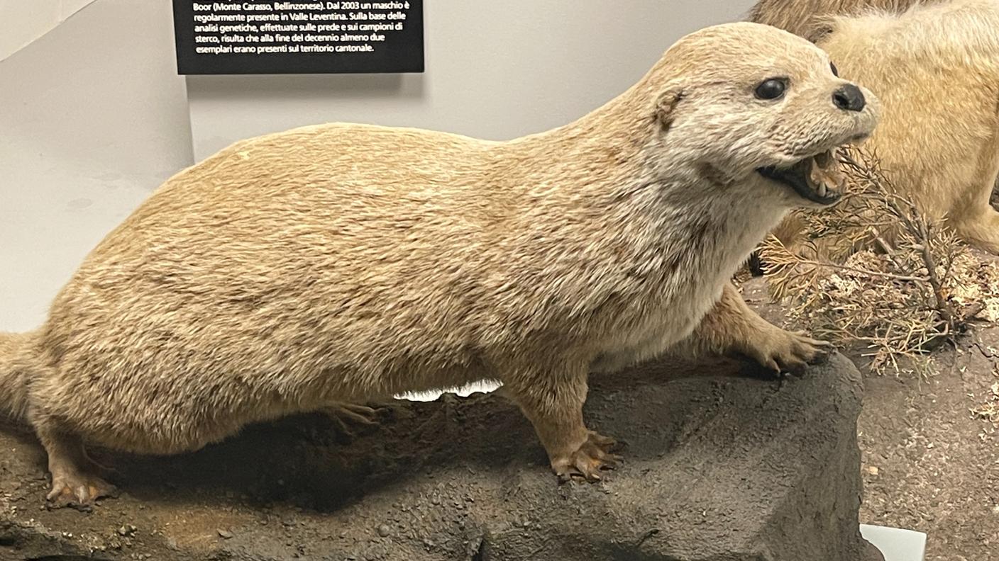 Un tempo in Ticino le lontre erano numerosissime. Esemplare imbalsamato al Museo Cantonale di Storia Naturale di Lugano