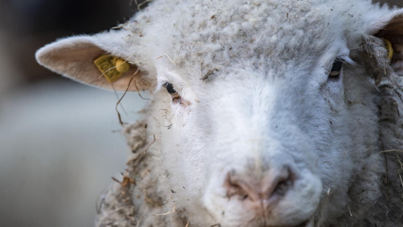  Nel 2019 nella Confederazione i lupi hanno predato 446 animali da reddito, mentre nel 2022 sono state registrate 1'480 predazioni.