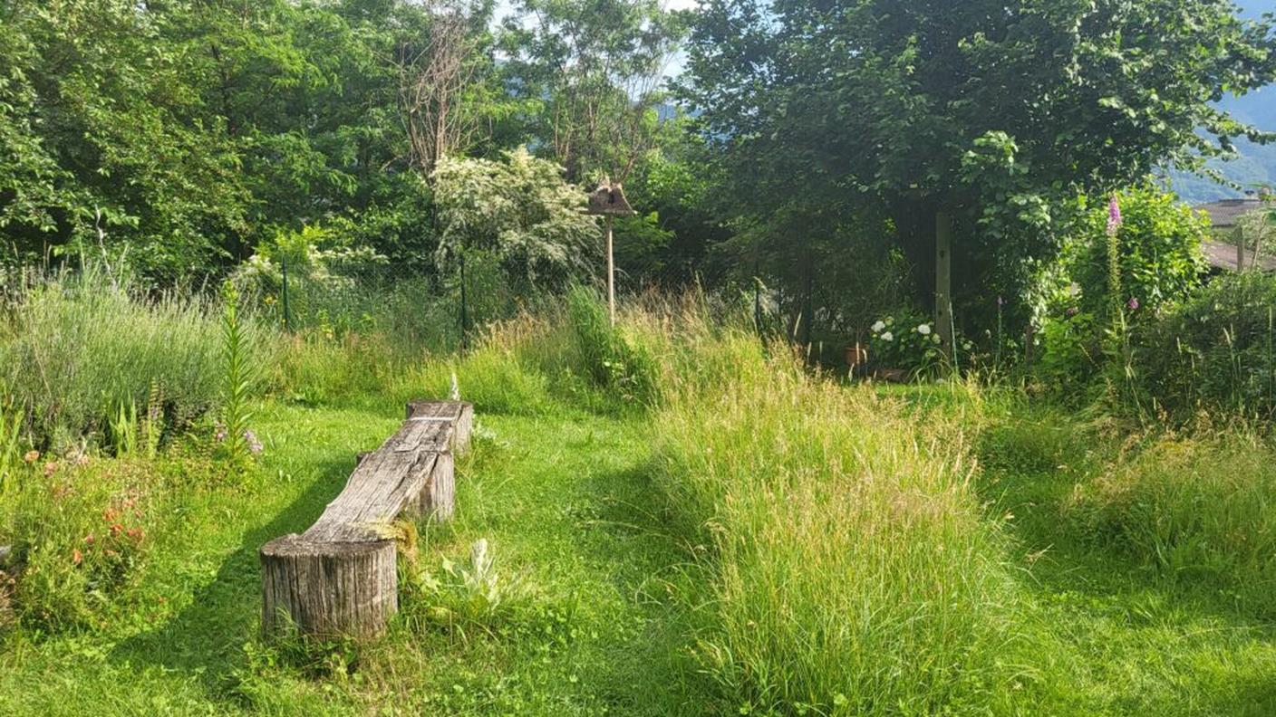 Le isole di erba alta favoriscono la presenza di insetti e quindi di ricci.