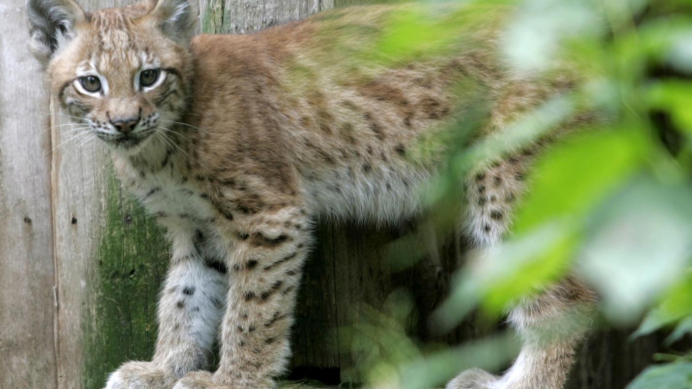 Cucciolo di lince in un'immagine d'archivio
