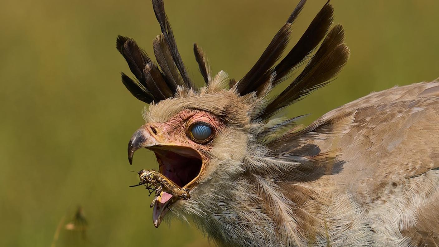 "Secretary bird gullet" di Peter Hudson - categoria ecologia e scienze ambientali