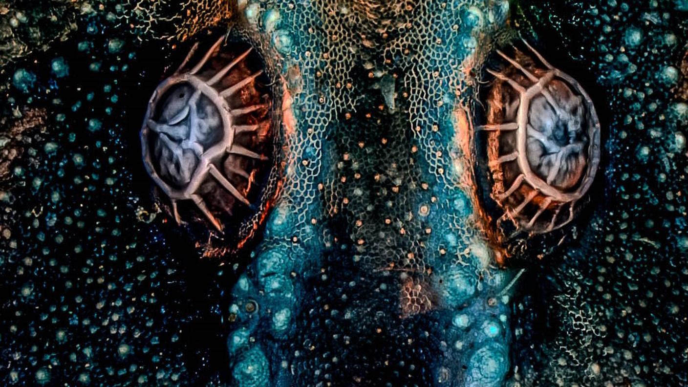 "Tired Eyes" di Jose Manuel Martinez Lopez - categoria microimaging