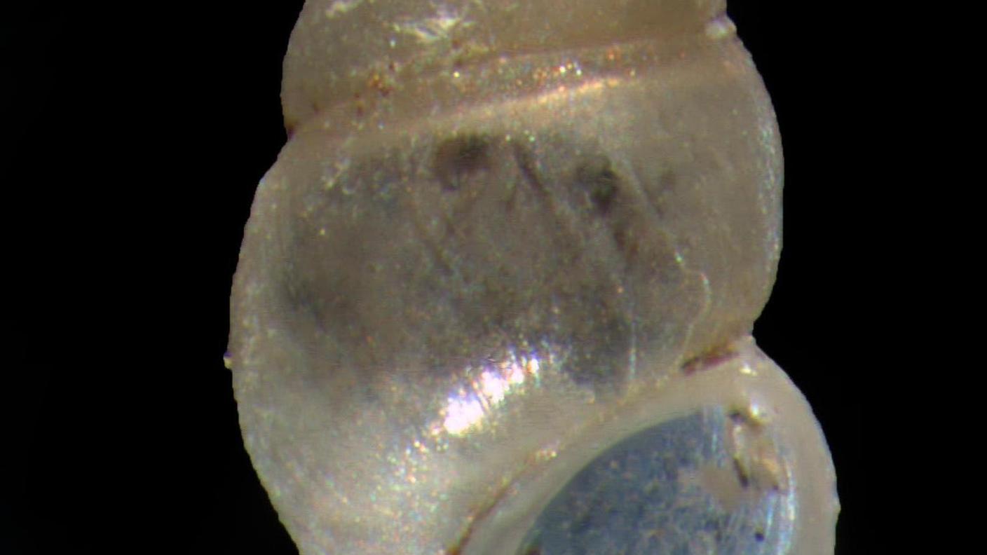 Graziana quadrifoglio è una specie che in Svizzera è presente solo nel Mendrisiotto 