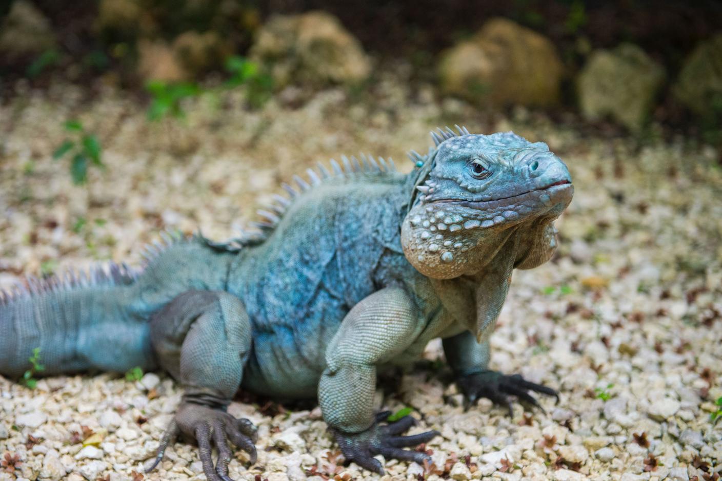 Sulla pelle squamosa e grinzosa si possono osservare i molti colori del Mar dei Caraibi: dal verde oliva con punte di azzurro delle femmine, al blu ceruleo dei maschi adulti che può diventare anche un brillante turchese, indossato per marcare il territorio, in presenza di rivali.