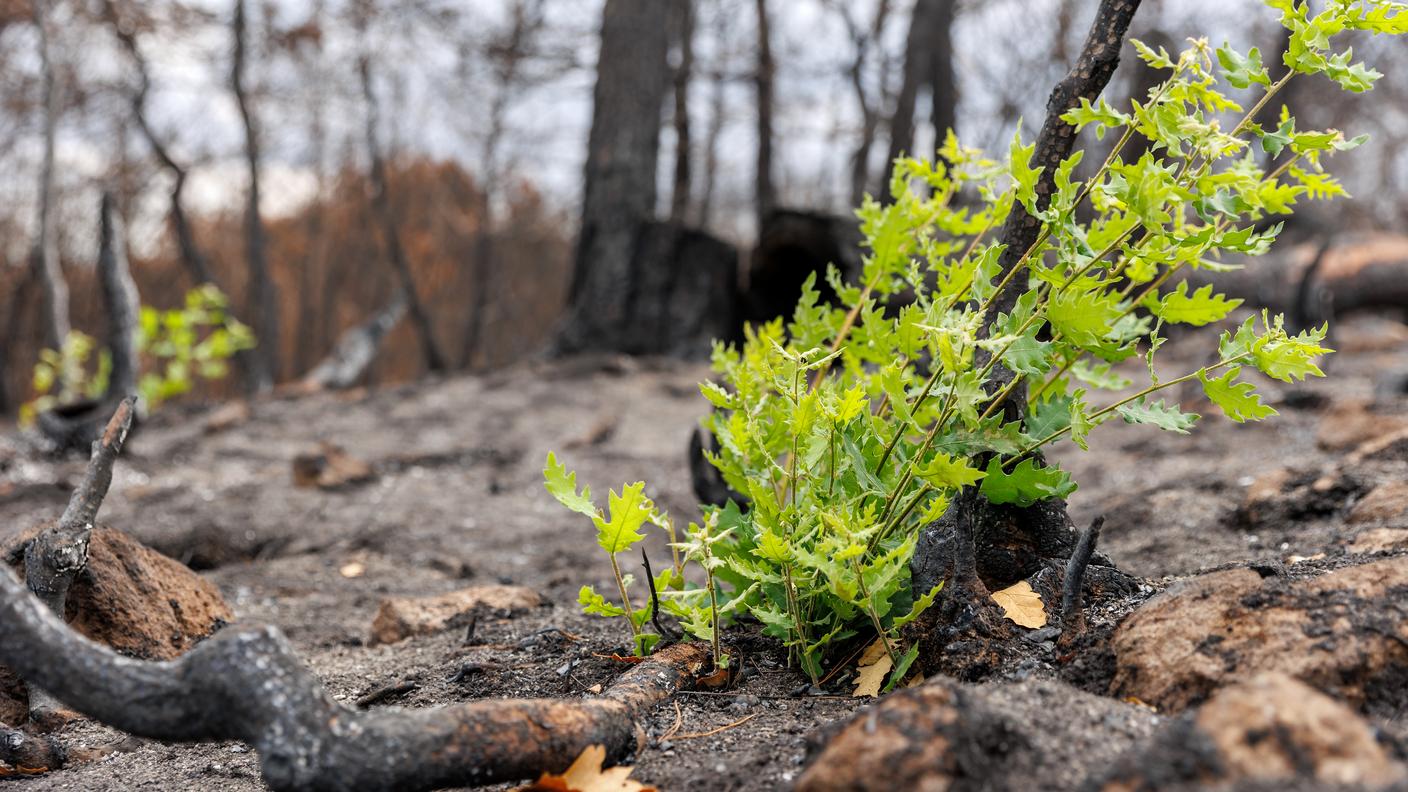La ripresa della natura dopo un incendio 