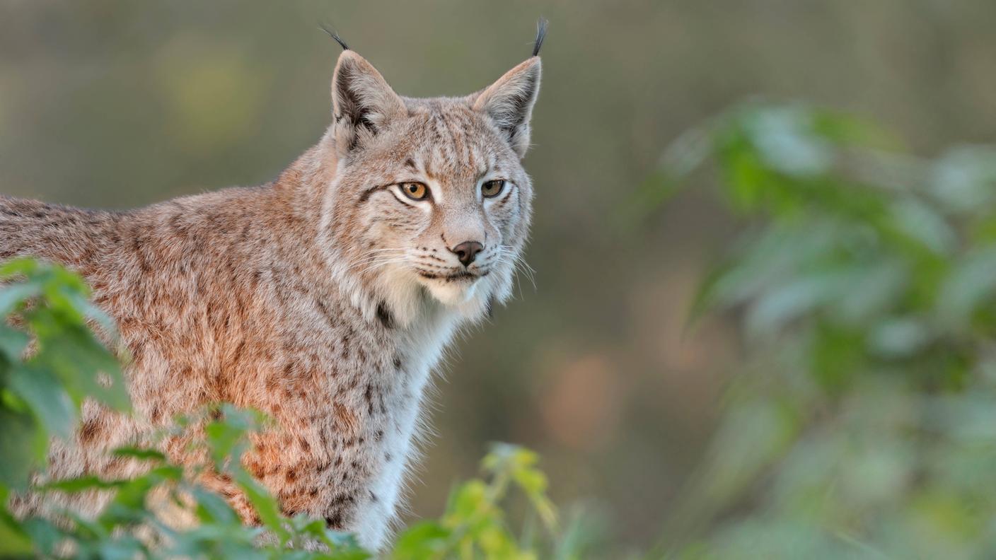 Lince lead