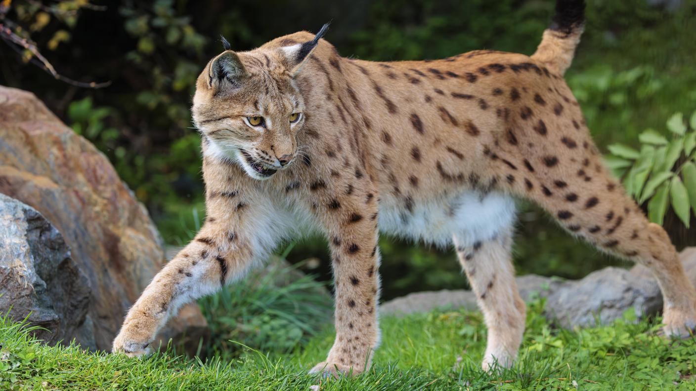 La maculatura della lince permette di identificare l'individuo