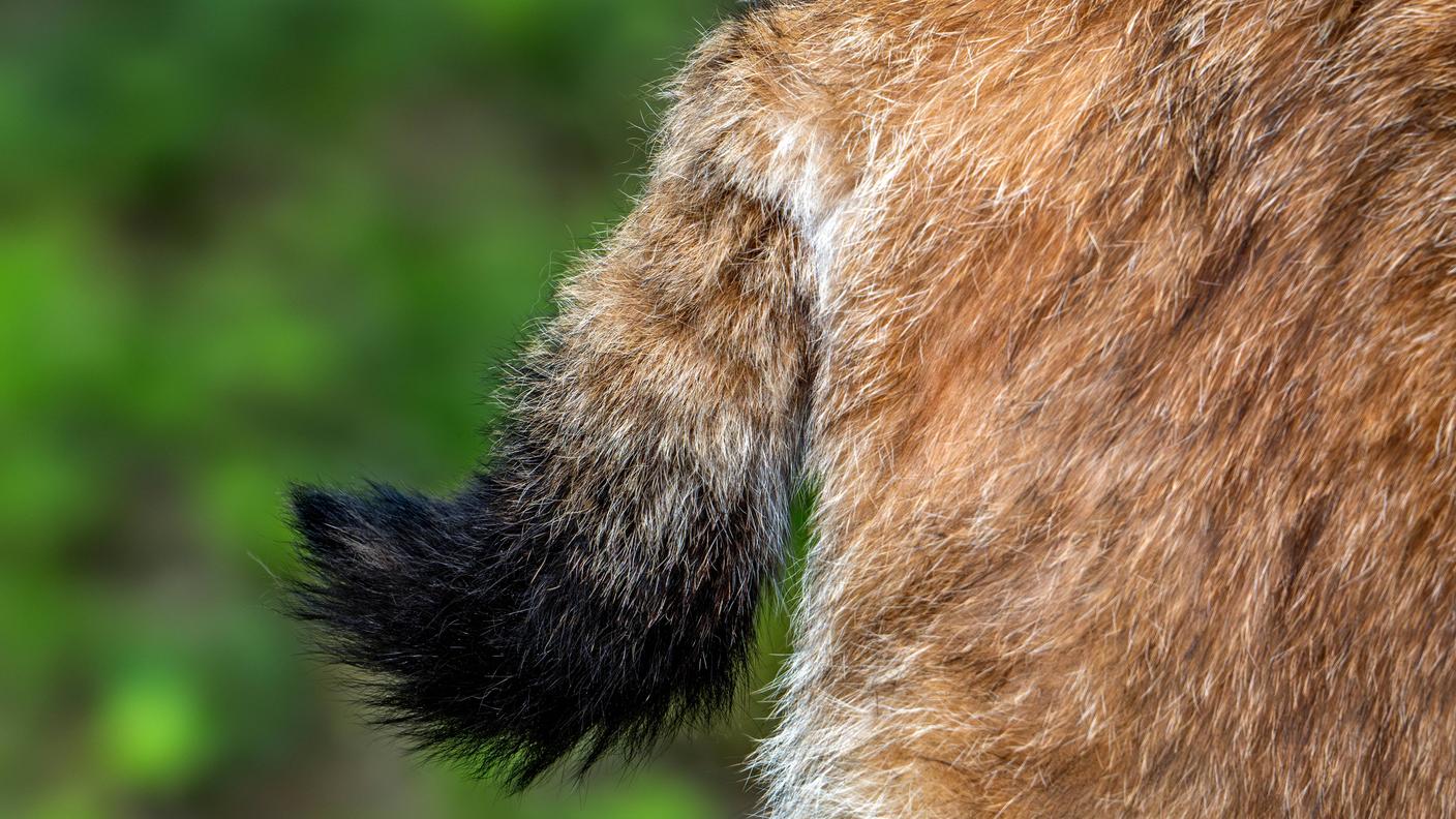 La coda della lince: tipicamente corta, tronca a forma di manicotto