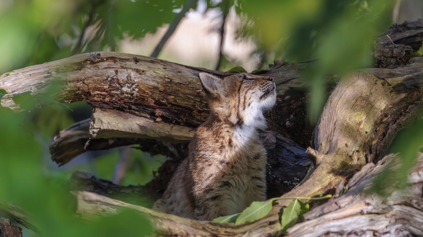 La lince predilige il bosco. Qui l'animale si fonde nell'ambiente circostante