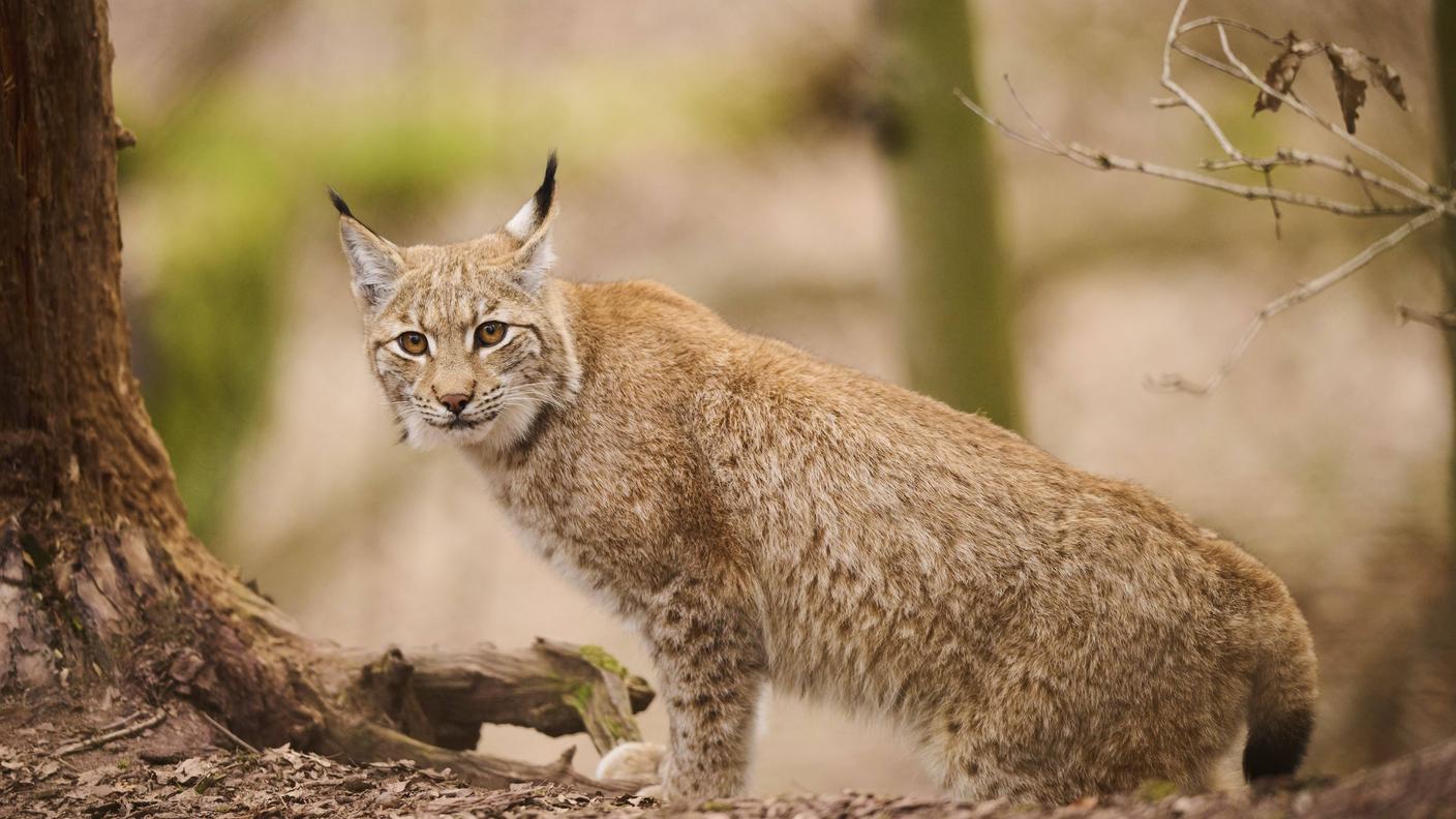 A volte la maculatura della lince risulta sfumata