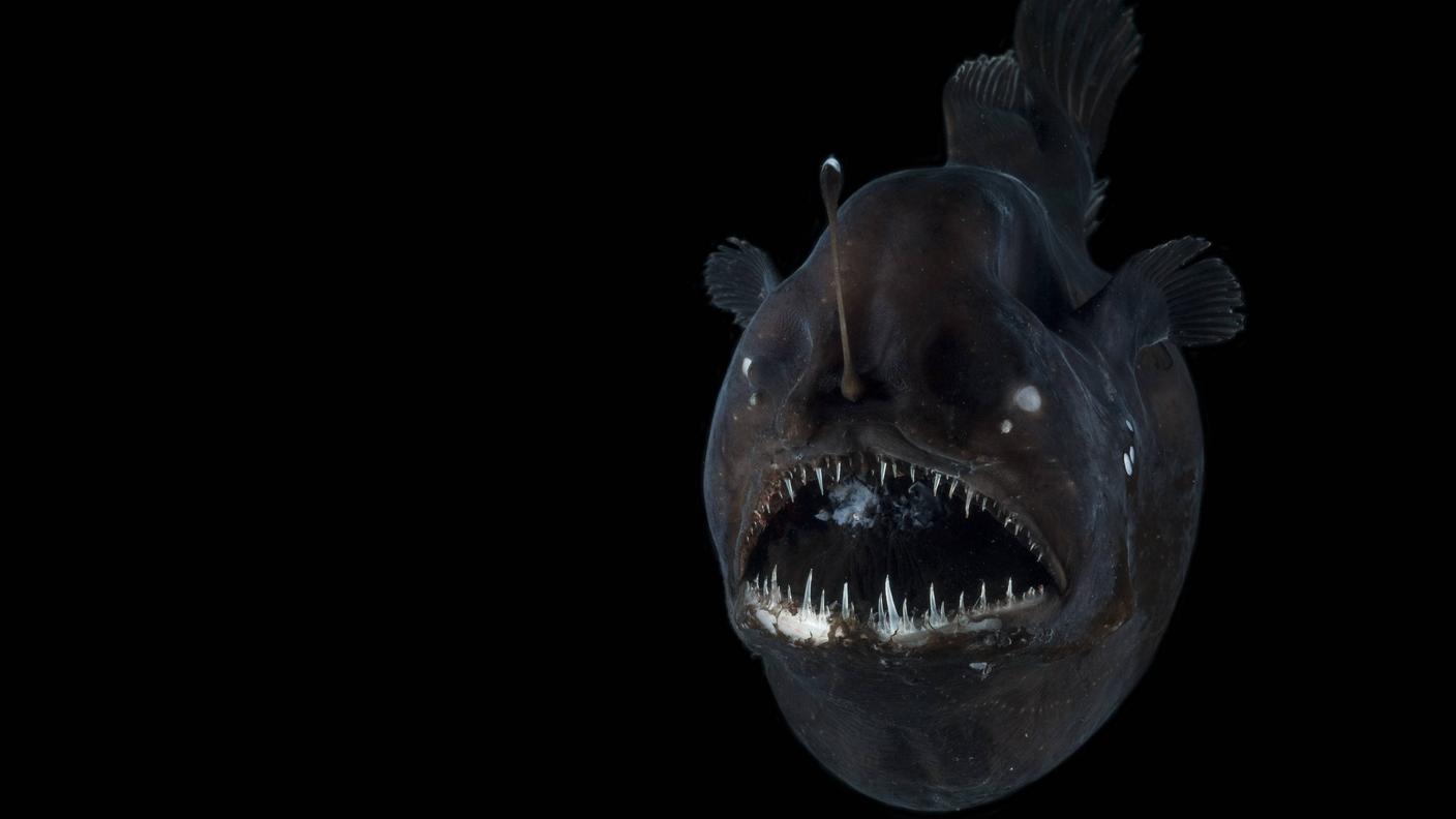 Un aspetto spaventoso ma uno splendido esempio di evoluzione