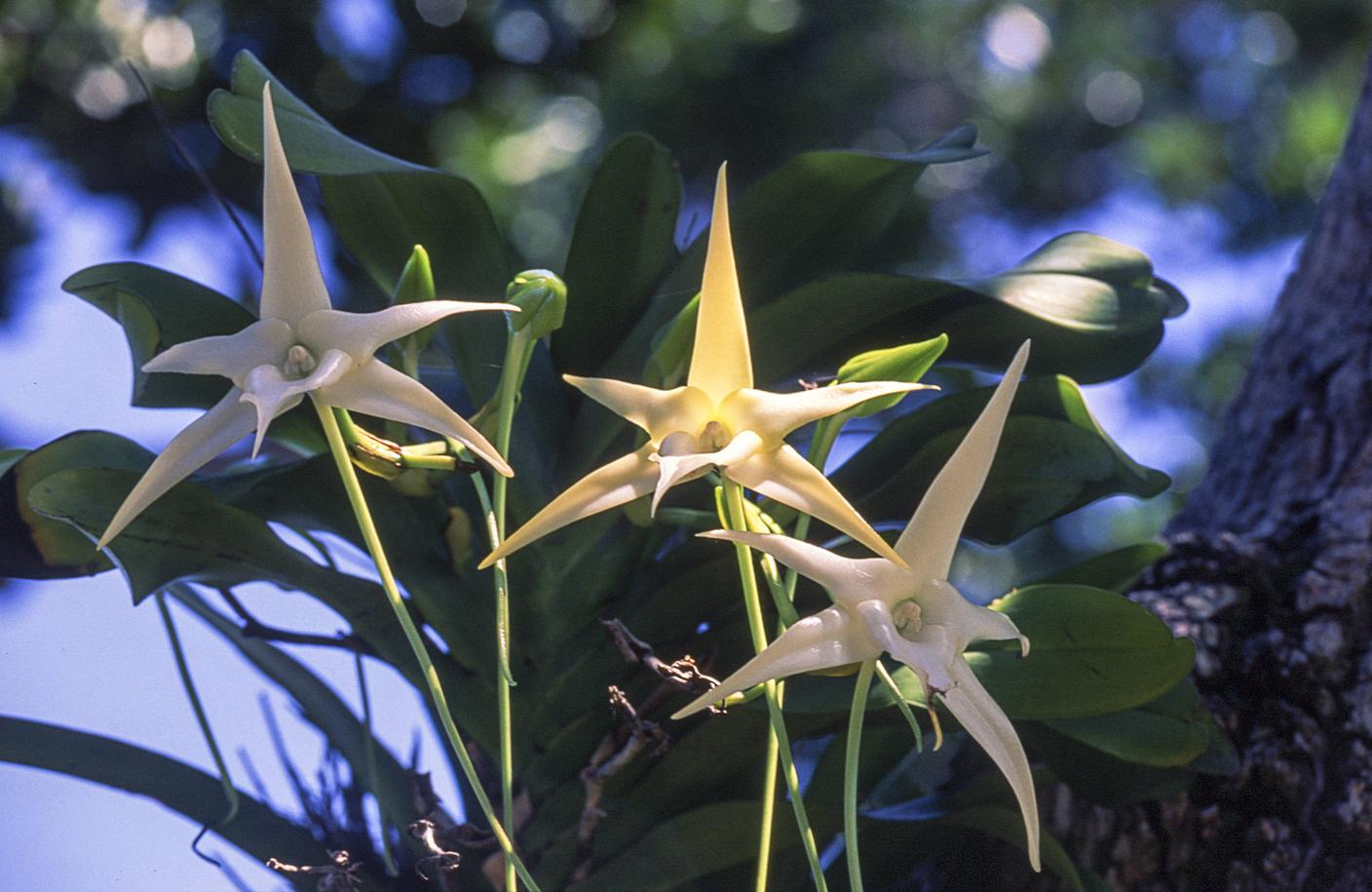 Angraecum sesquipedale con il lungo sperone alla base di ogni fiore