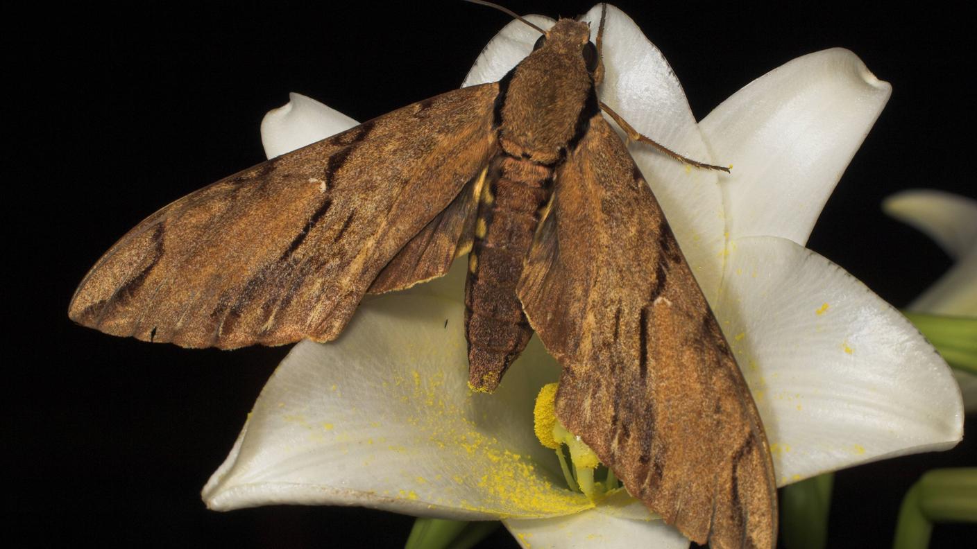 Xanthopan morganii praedicta - la Sfinge di Morgan