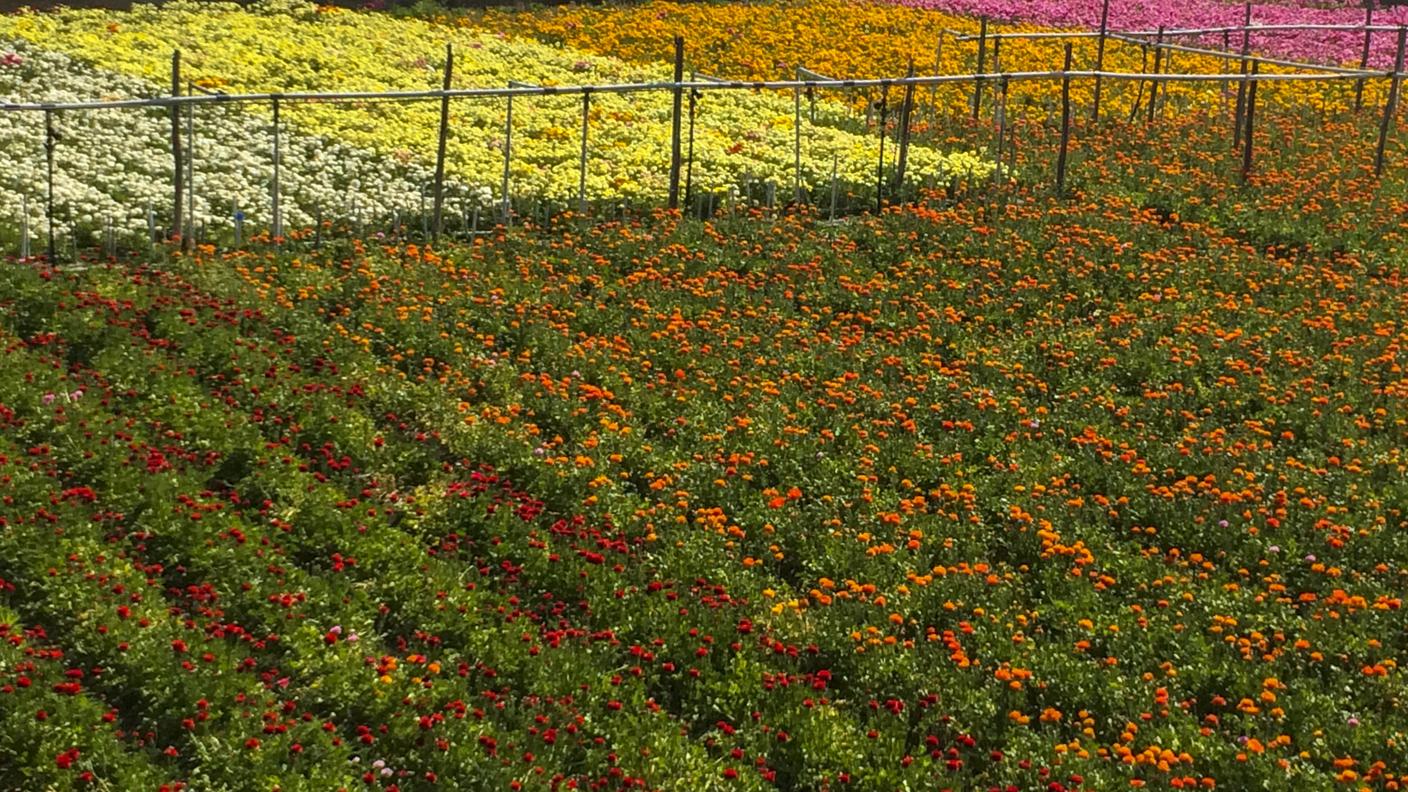 Ancora oggi la coltivazione di alcune specie di fiori si fa in pieno campo