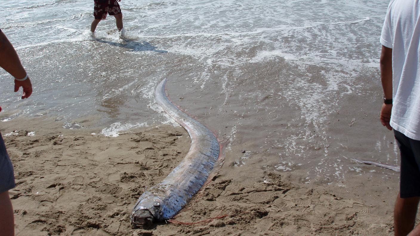 Un pesce remo in uno scatto del 2013. 