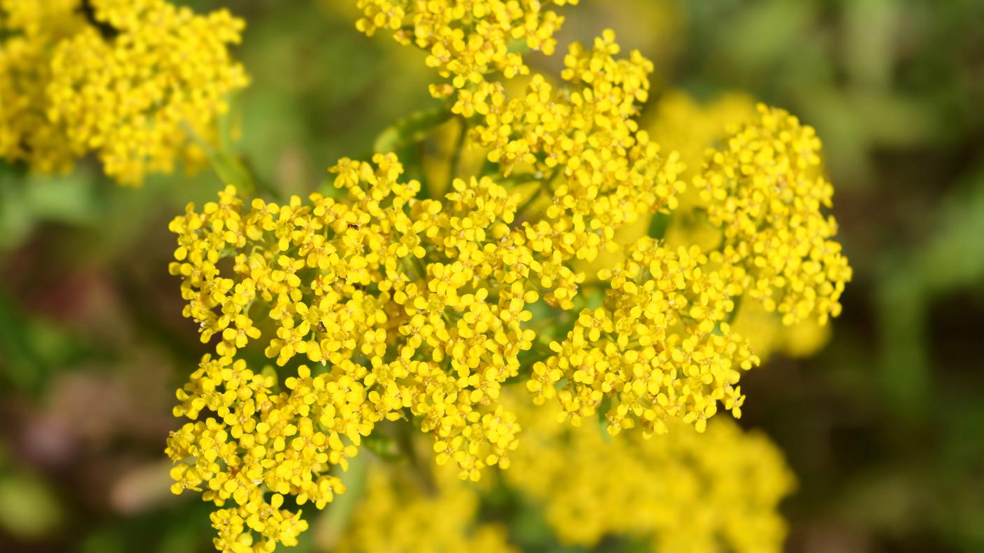  Alyssum murale, una pianta in grado di assorbire grandi quantità di nichel