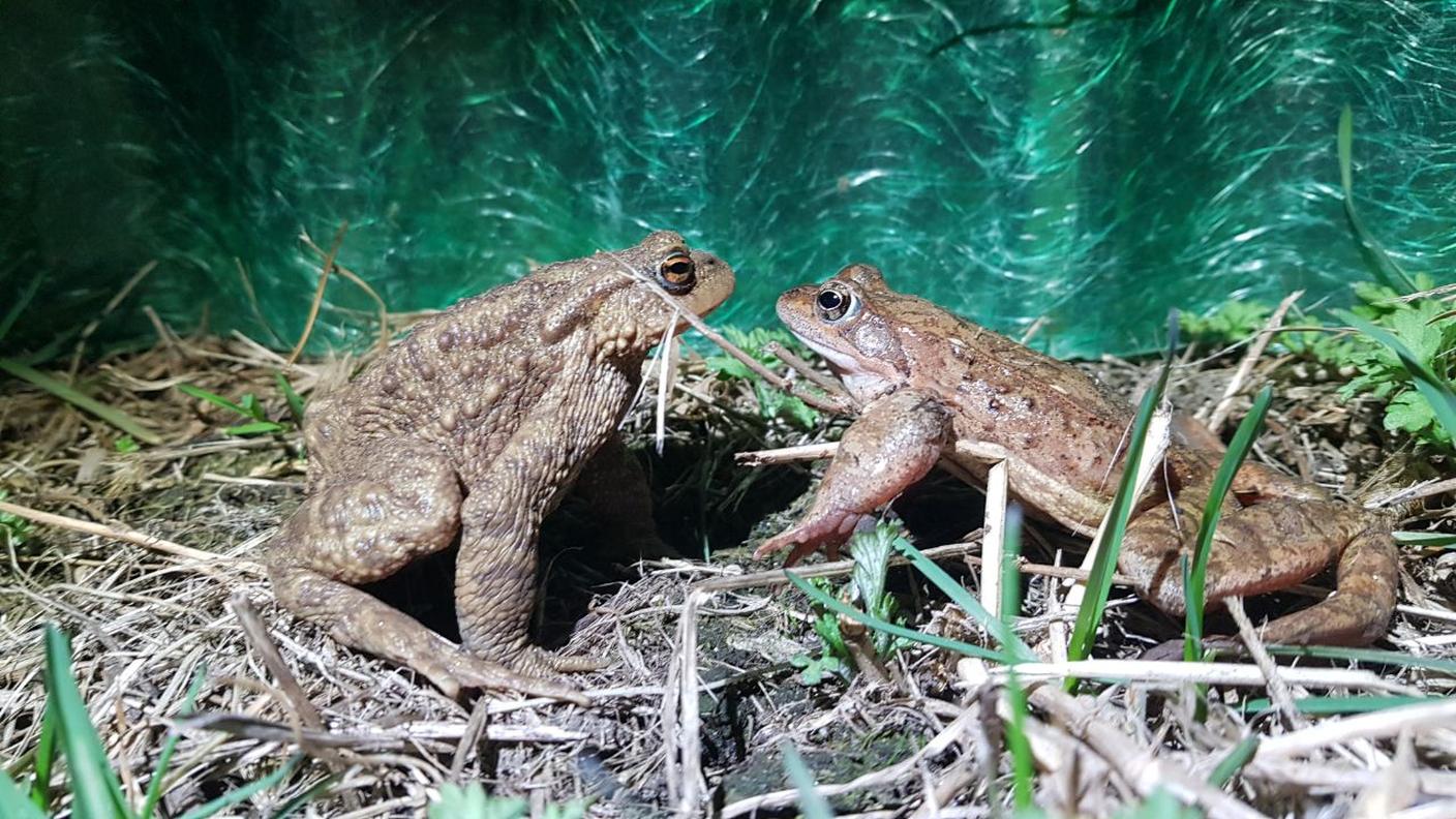 Un rospo comune (Bufo bufo, a sinistra) e una rana rossa (Rana temporaria, a destra) durante un'azione di salvataggio