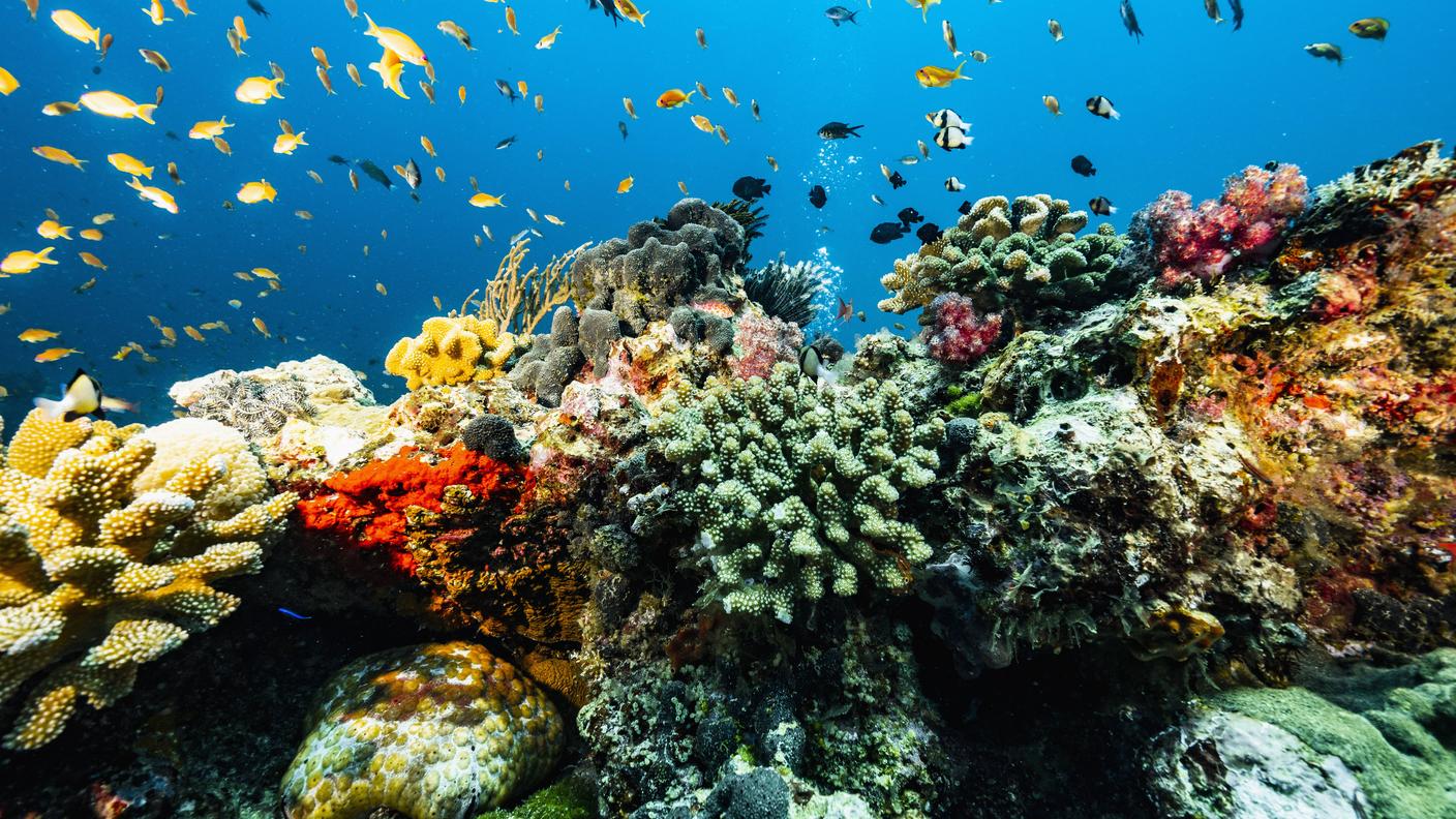 L'acidificazione degli oceani ha effetti negativi sui coralli e sulla fauna marina 