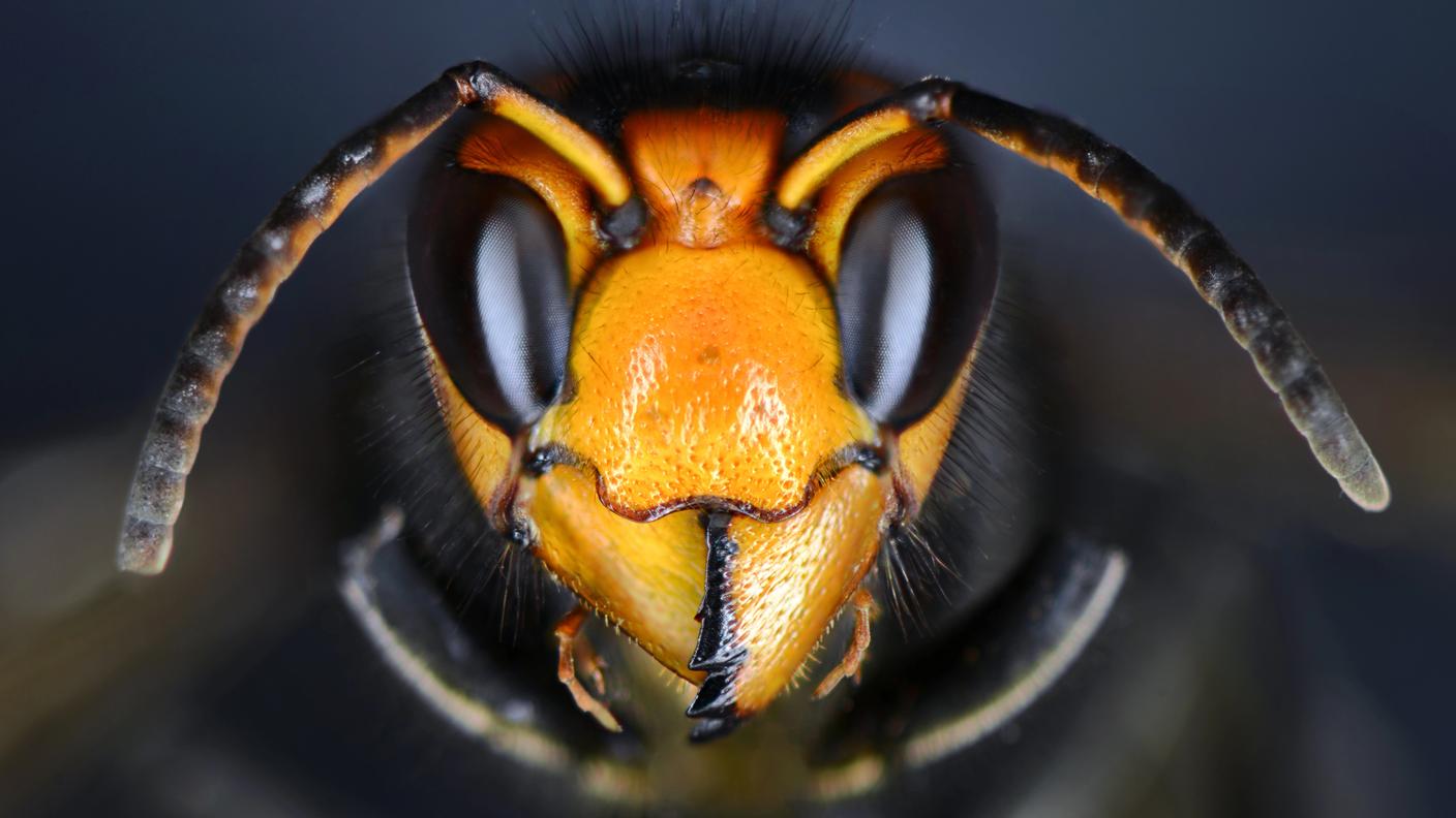 Le potenti mandibole del calabrone asiatico sminuzzano il torace delle api ed estraggono i muscoli alari, una preziosa fonte proteica per nutrire le proprie larve
