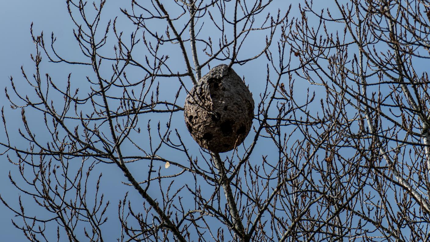 Spesso i nidi di calabrone asiatico si trovano fra le fronde degli alberi a grande altezza, difficili da scorgere finché non cadono le foglie