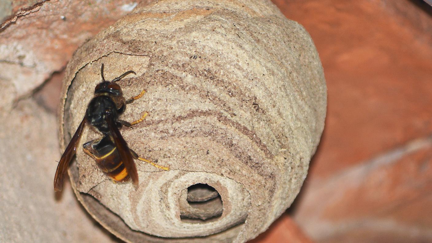 I nidi primari del calabrone asiatico hanno un diametro di pochi centimetri e sono spesso fissati su strutture, come per esempio tettoie