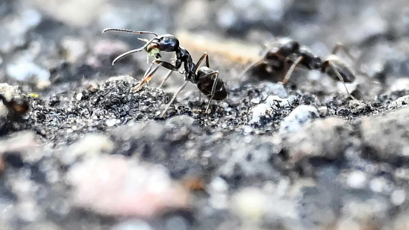 Operaia di Tapinoma magnum