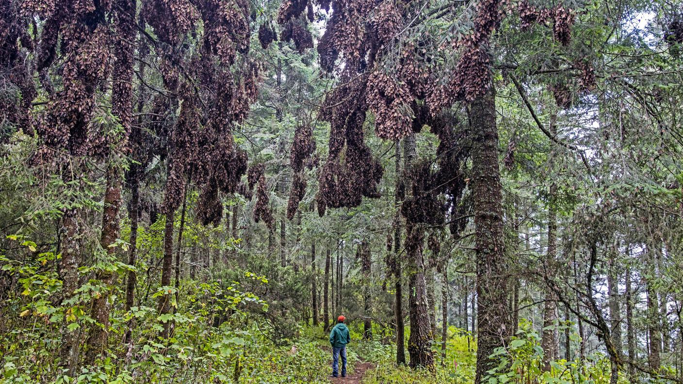 Una colonia di farfalle monarca presso la Riserva della Biosfera Mariposa Monarca