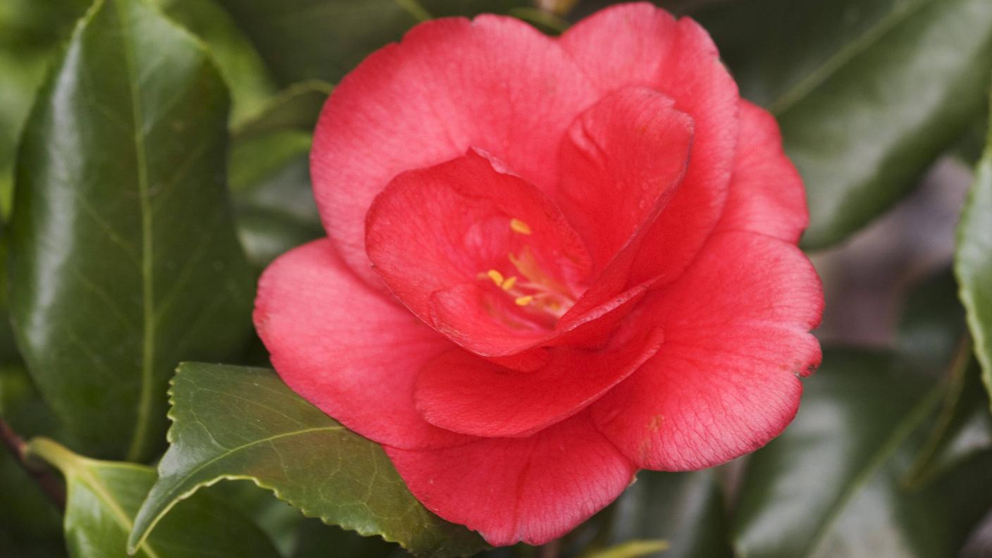 La Camelia di Ascona...alias di Contra