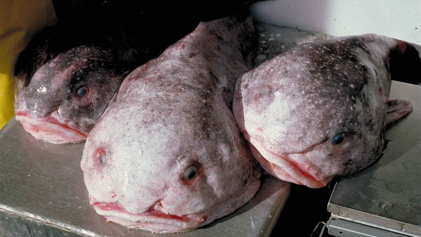 Tre esemplari di pesci blob, con la loro tipica espressione triste - Nella foto: Psychrolutes phrictus