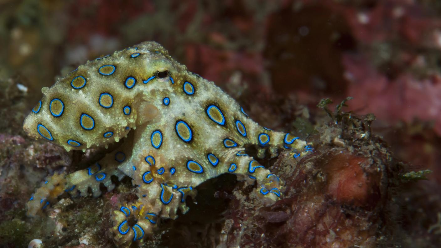Hapalochlaena lunulata, un'altra specie di polpo dagli anelli blu