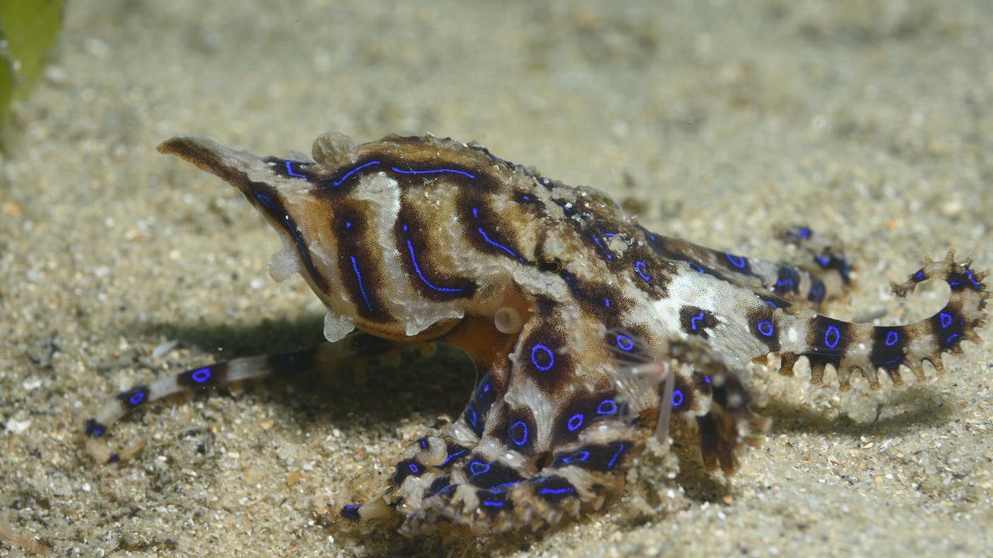Un esemplare di Hapalochlaena fasciata, il polpo dagli anelli blu oggetto di un'interessante ricerca