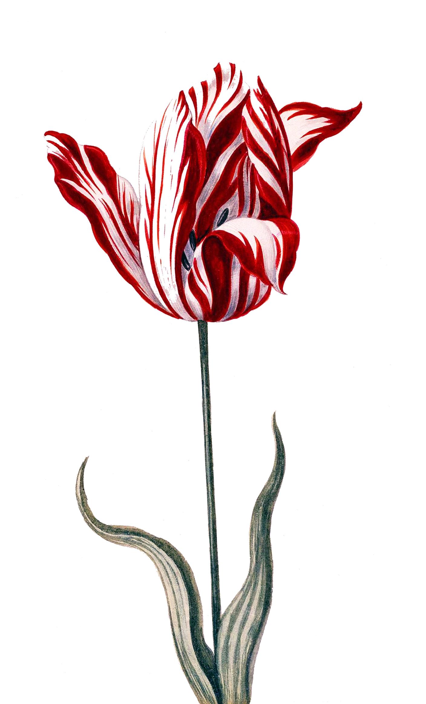 Ritratto di un "Semper Augustus", la varietà di tulipano che più di ogni altra simboleggia la tulipomania.