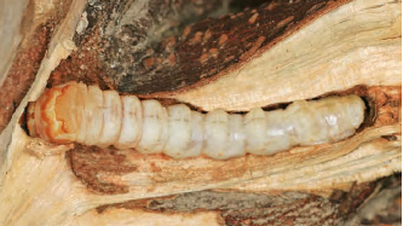 Larva di tarlo asiatico delle radici