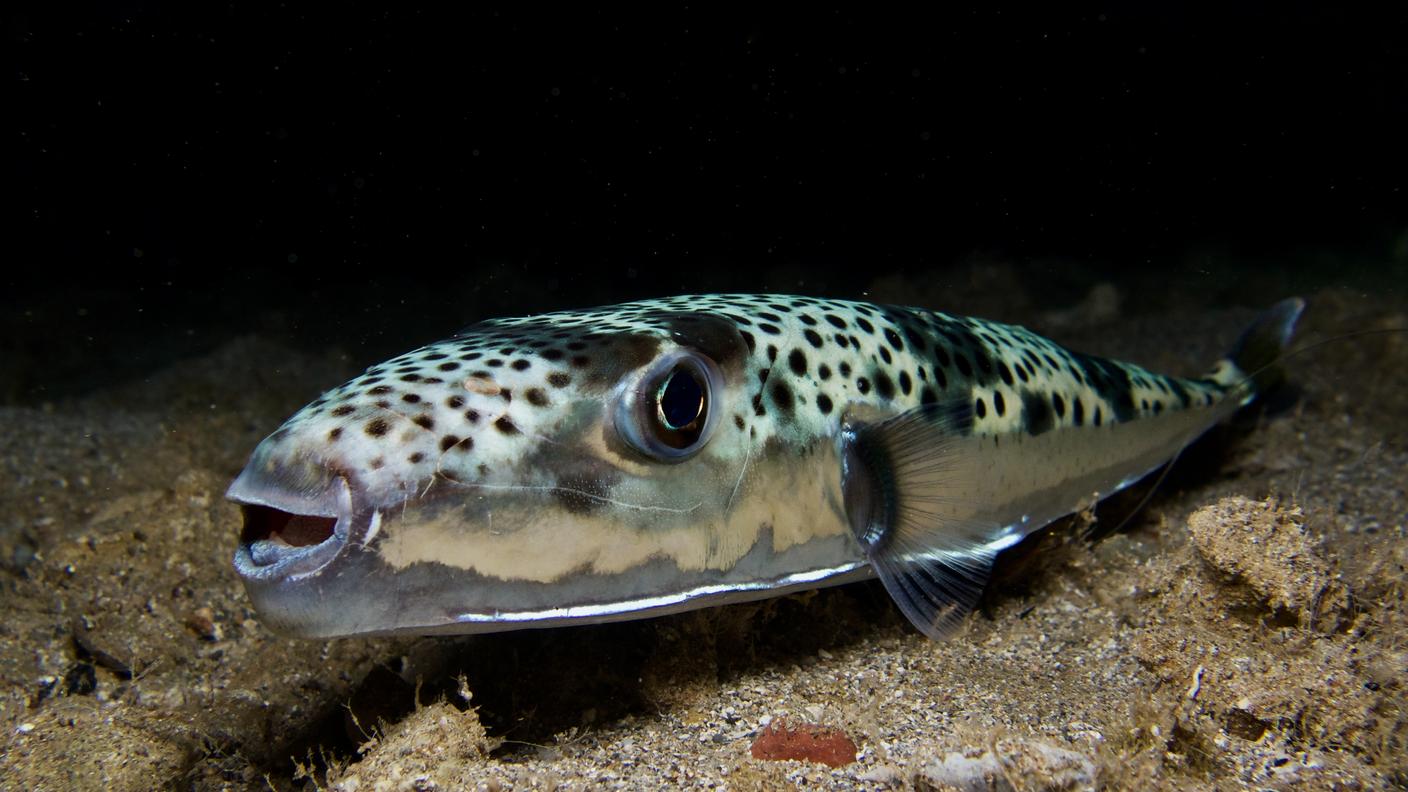 Lagocephalus sceleratus