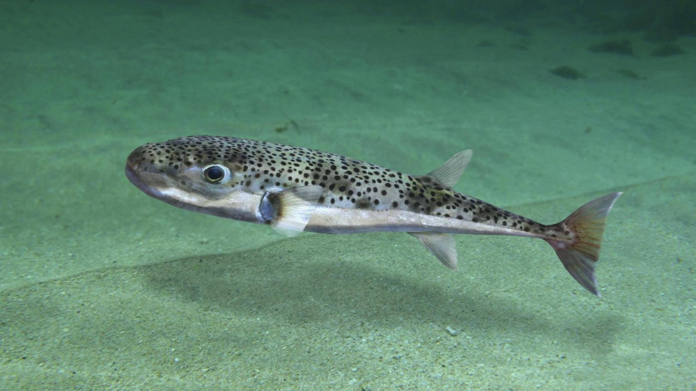 Lagocephalus sceleratus è facilmente riconoscibile per il suo aspetto distintivo: un corpo allungato e compresso lateralmente, ricoperto di piccole macchie scure su un fondo grigio-argenteo.