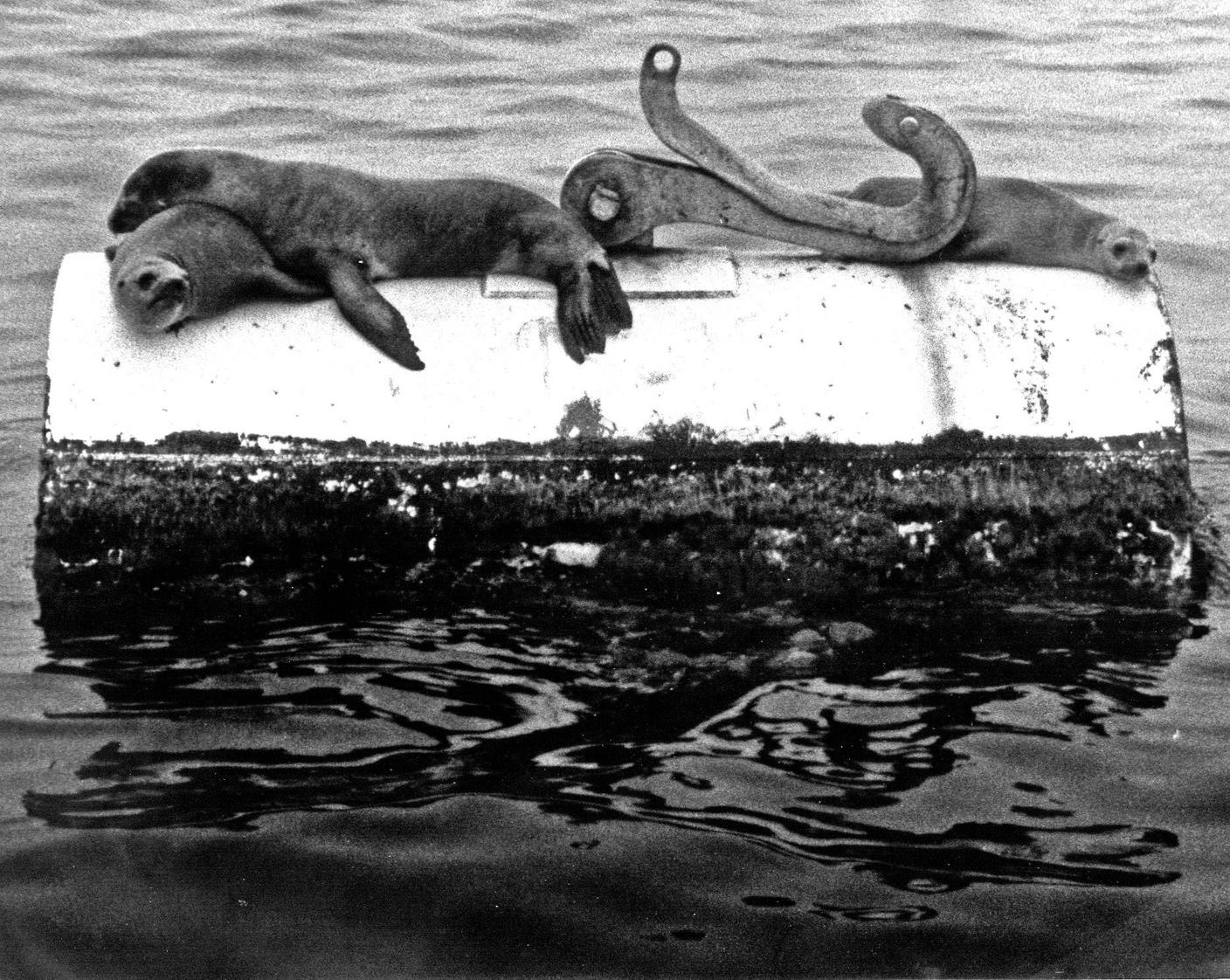 La fuoriuscita di petrolio al largo della California del 1969 fu un disastro ambientale storico
