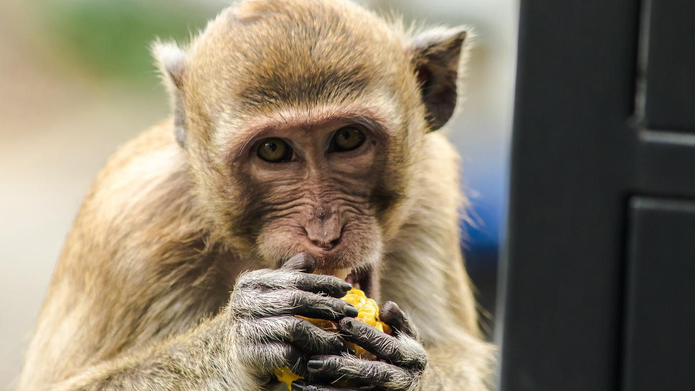 Le abilità manuali sono comuni a tutti i primati: in foto, un esemplare di macaco cinomolgo alle prese con un frutto.
