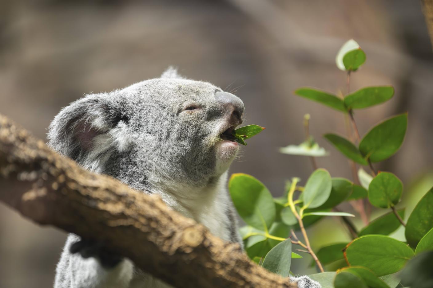 Le foglie di eucalipto sono il cibo preferito dei koala