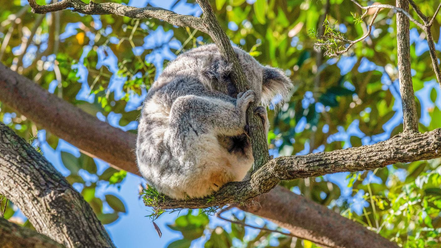 I koala dormono dalle 18 alle 22 ore al giorno