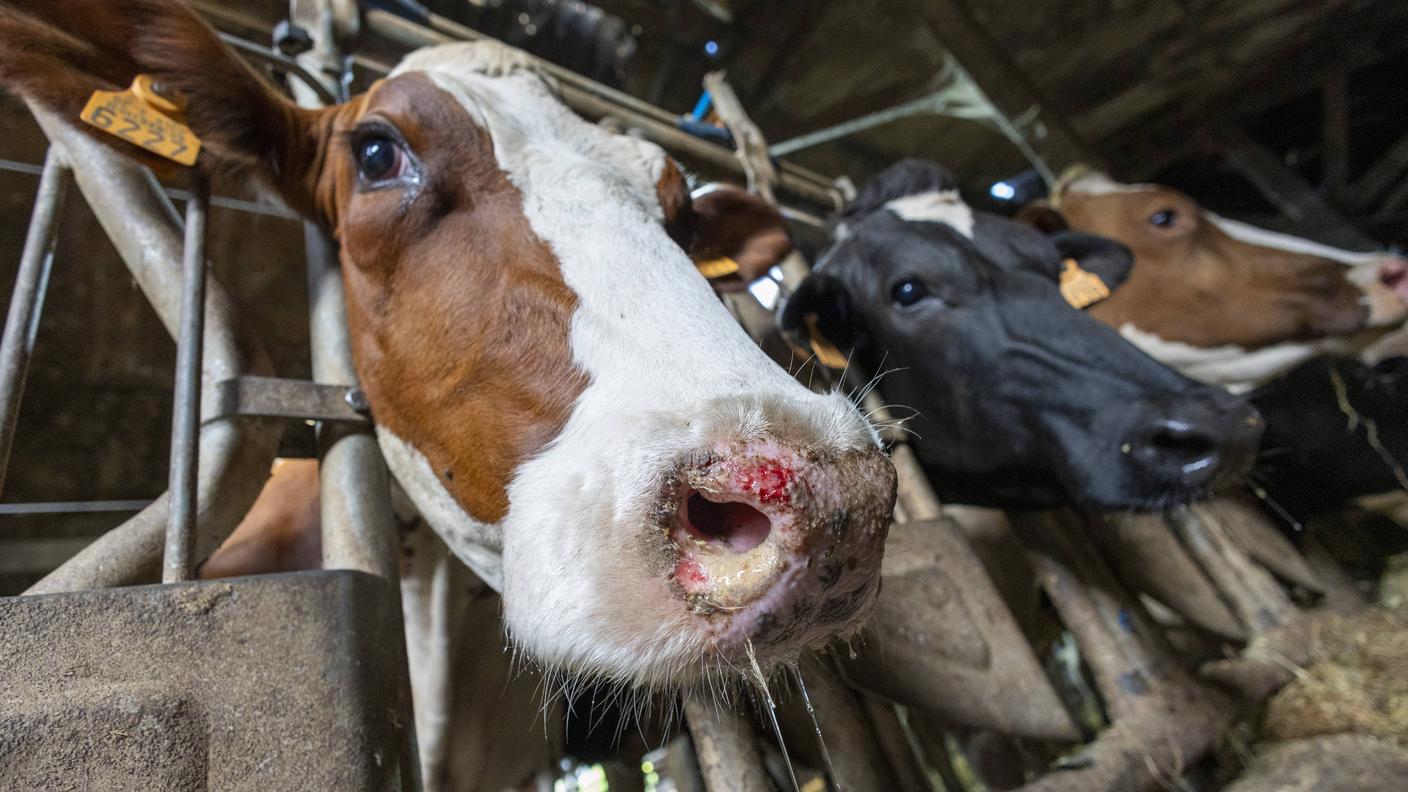 Mucca con i segni di lingua blu sul naso