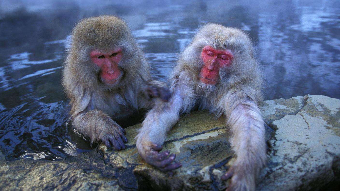 Due esemplari di macaco giapponese immersi nell'acqua calda naturale