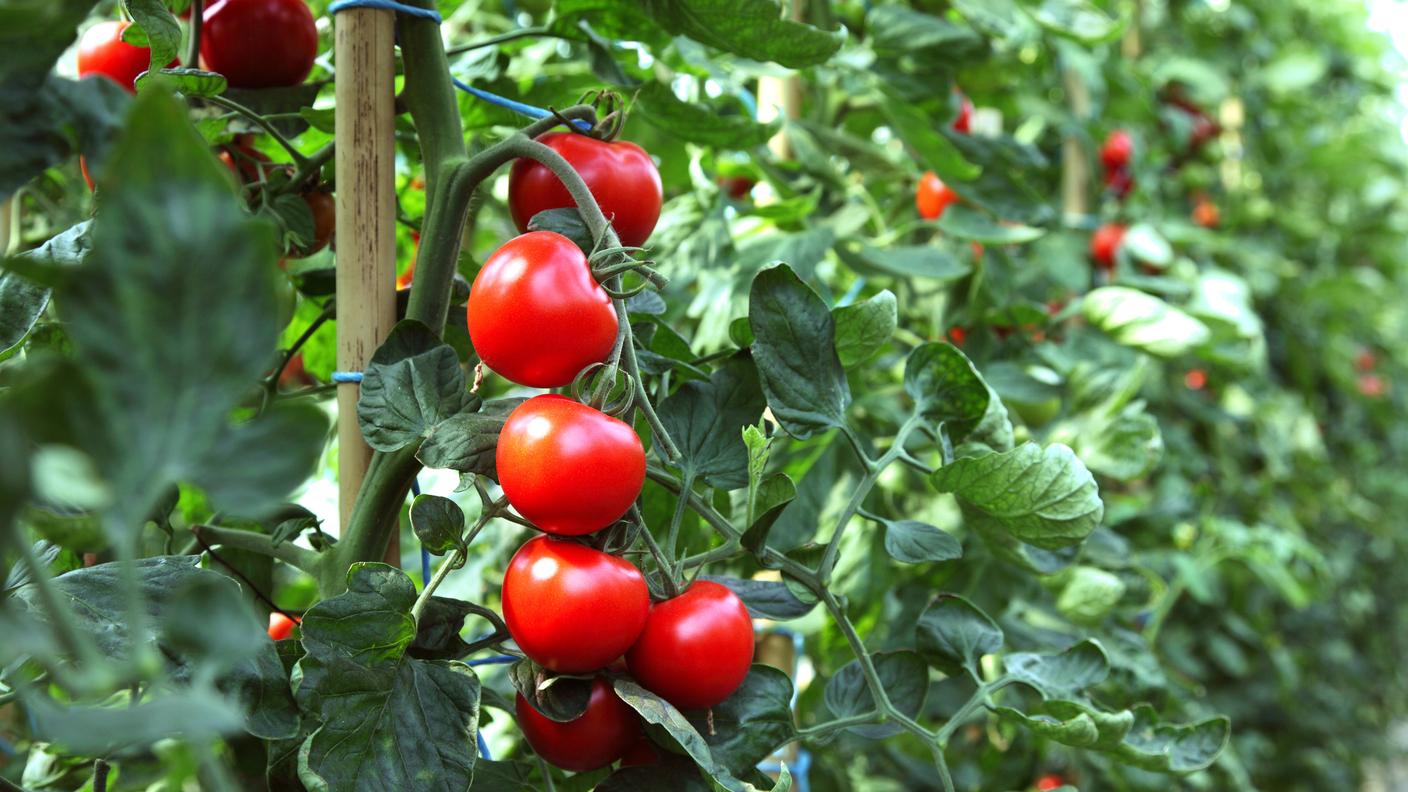 Senza i bombi, la produzione di pomodori sarebbe a rischio