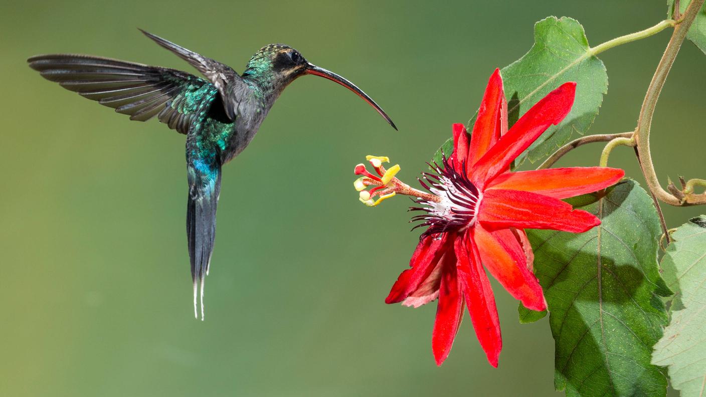 Anche i colibrì sono importanti impollinatori