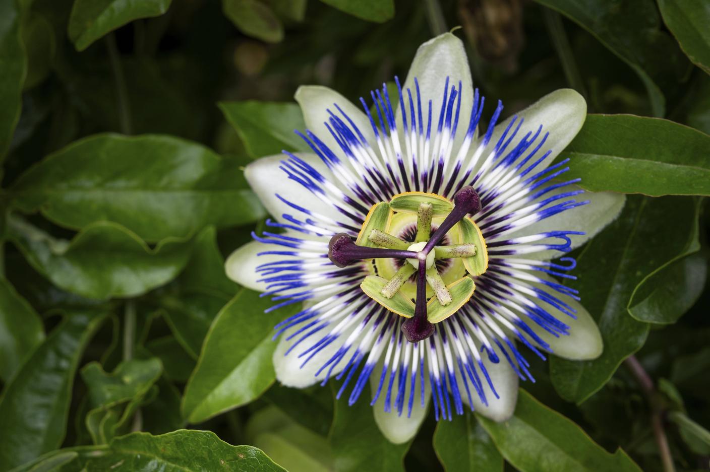 La Passiflora usa colori, odore e nettare per attirare gli impollinatori