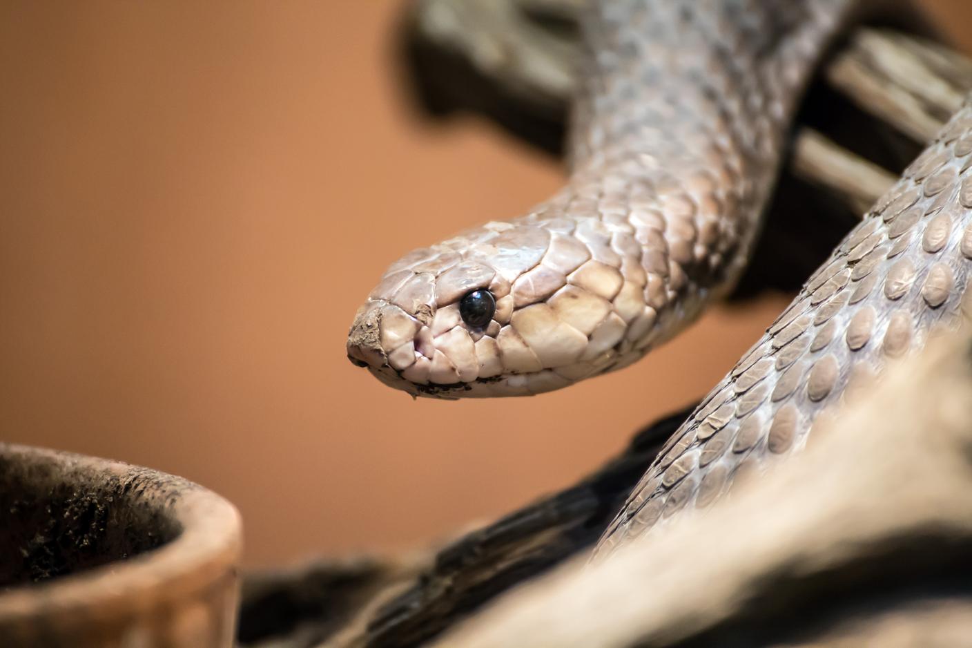 I taipan sono tra i serpenti più velenosi al mondo