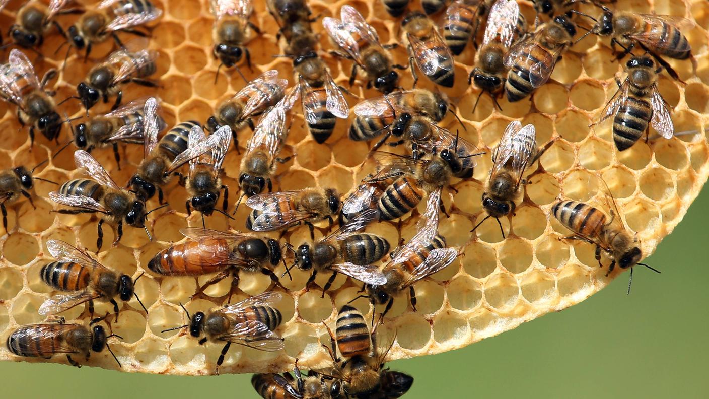 La regina esplora una porzione di favo appena costruito