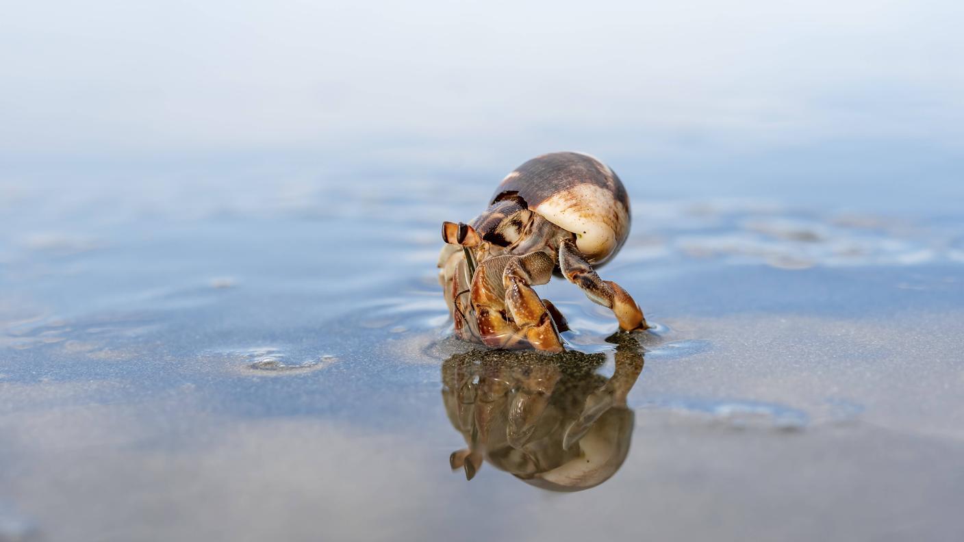 I paguri usano le conchiglie dei gasteropodi come casa