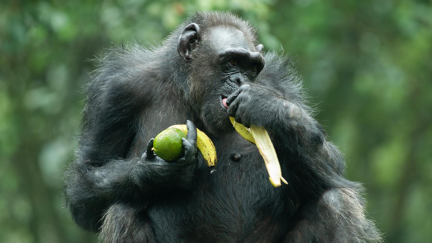 Gli scimpanzé consumano molta frutta, spesso fermentata